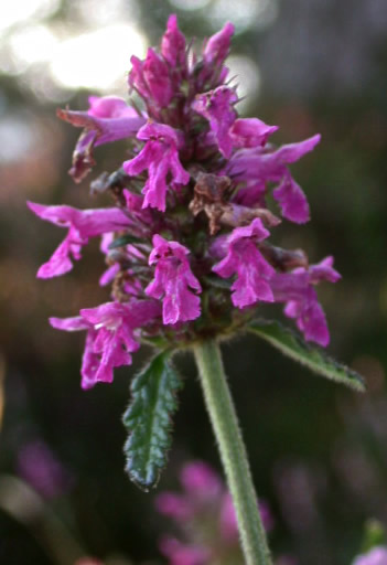 معرفی و راهنمای پرورش گیاهان زینتی فضای باز - بتونیکا